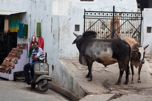 relaxte Bullen in Udaipur